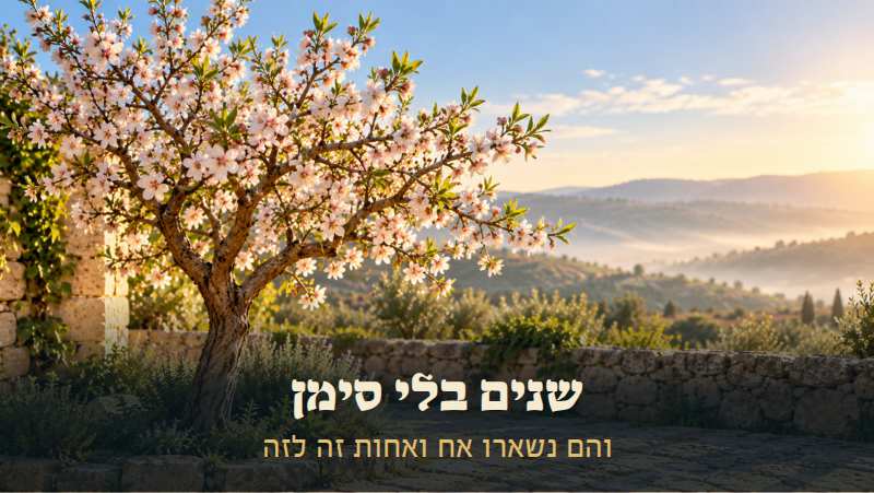 שקדייה פורחת בחצר אבן באור בוקר