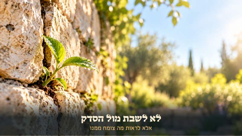 נבט ירוק קטן פורץ מסדק בין אבני קיר, באור בוקר