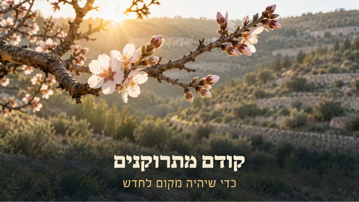 ענף שקדייה פורח באור השמש העולה, מעל טרסות אבן בהרים